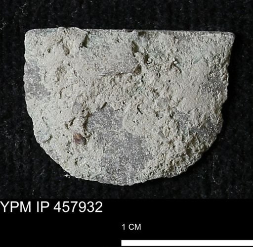 Strophodonta sp.