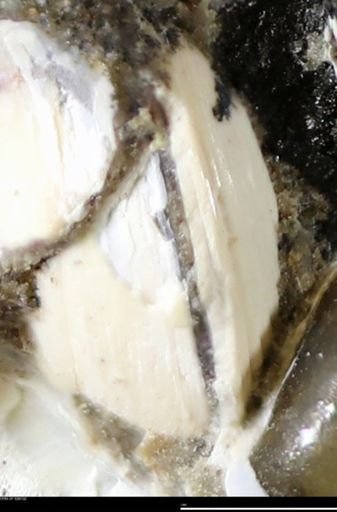 Corbulamella gregaria