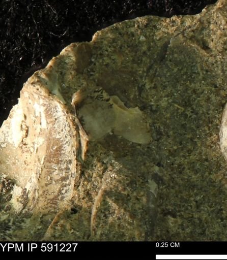 undet. Bivalvia