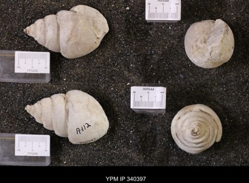 Tylostoma tumidum