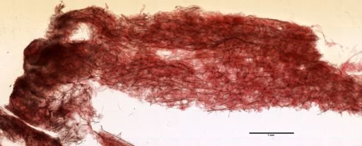 Lissodendoryx isodictyalis