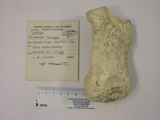 Teleoceras fossiger
