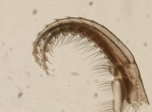 Conchoderma virgatum