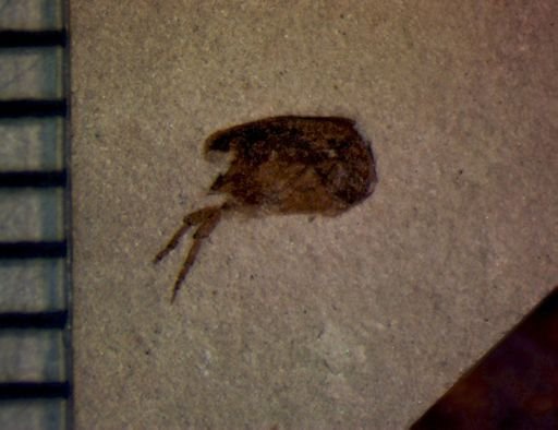 undet. Mordellidae