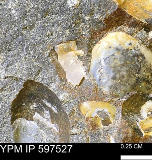 Protocardia?