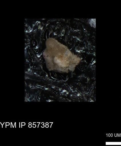 undet. Foraminiferida