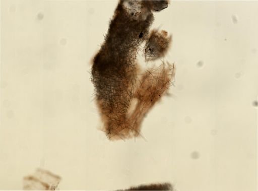 Cliona celata
