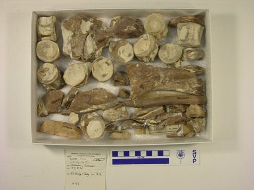 Ichthyodectes sp.