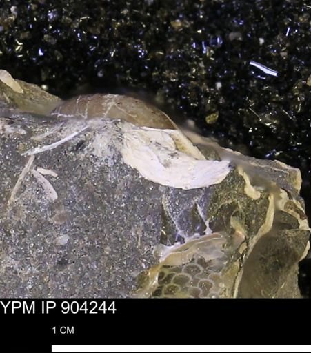 undet. Mollusca
