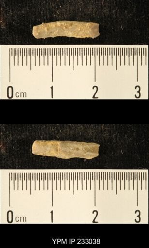 Archaeocidaris sp.