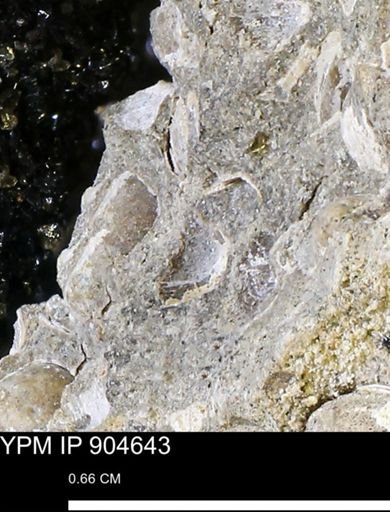 undet. Mollusca