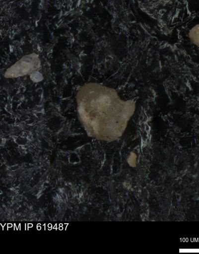 undet. Foraminiferida