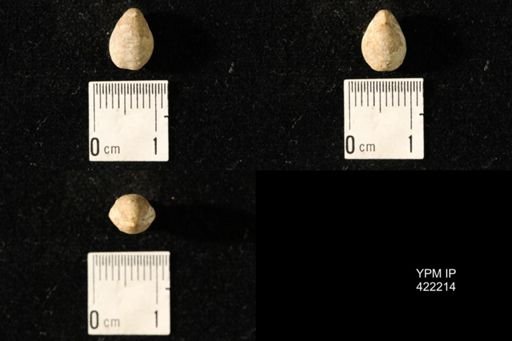 Dielasma turgida