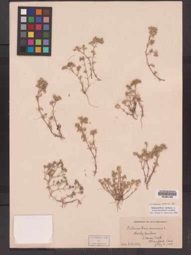 Scleranthus annuus