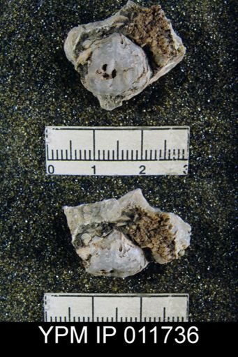 Marginifera wordensis