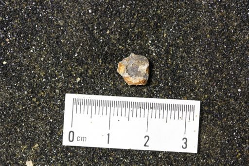 undet. Mollusca