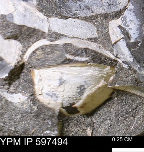 Limopsis striatopunctatus