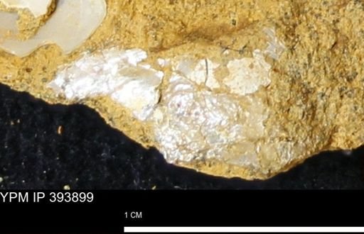undet. Mollusca