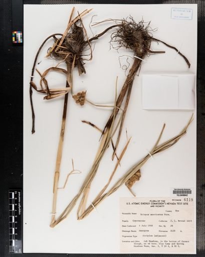 Scirpus americanus