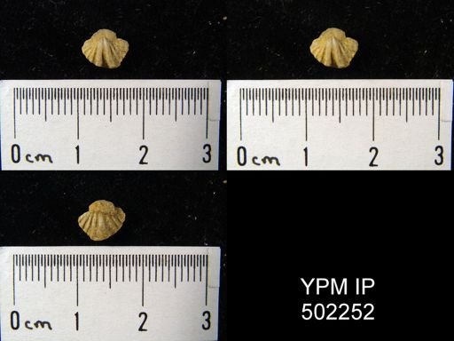 Spiriferina kentuckiensis