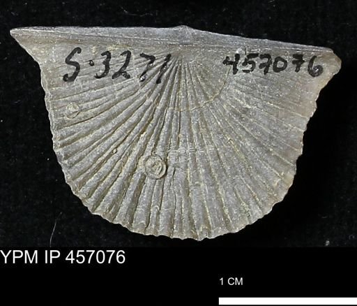 Stropheodonta sp.