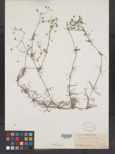 Spergula arvensis