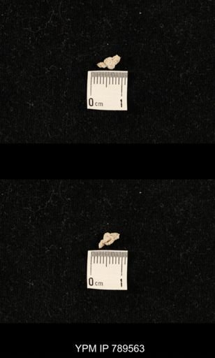 undet. Bryozoa