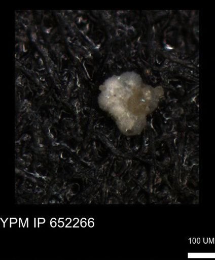 undet. Foraminiferida