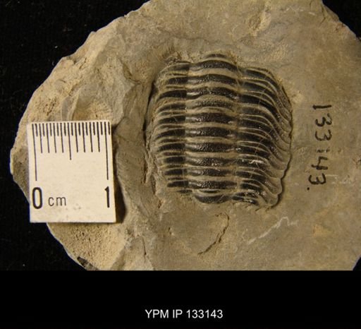 Phacops sp.