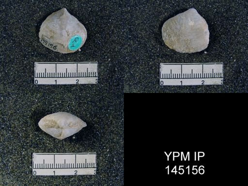 Athyris sp.