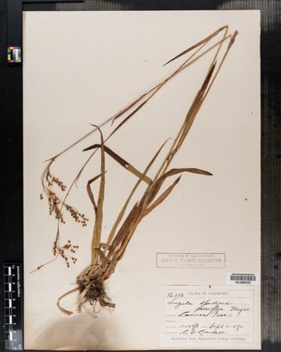 Luzula parviflora