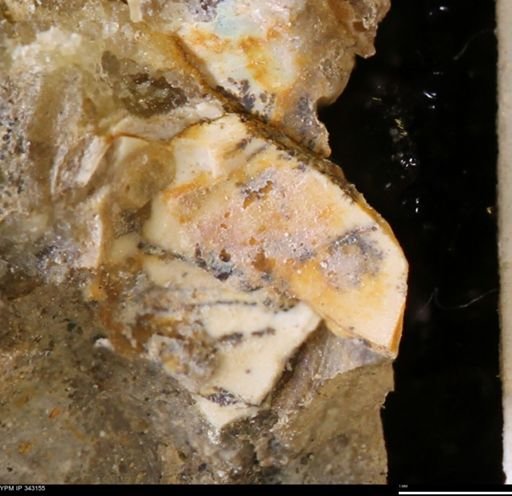 undet. Scaphitidae