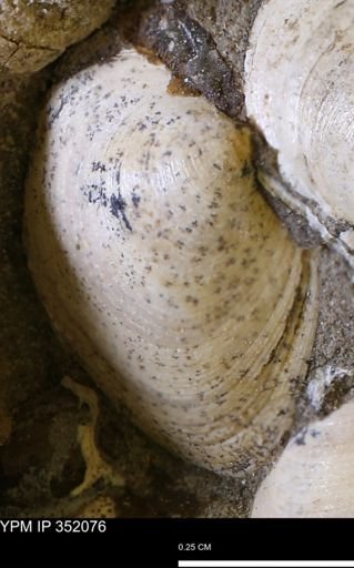 Limopsis striatopunctatus