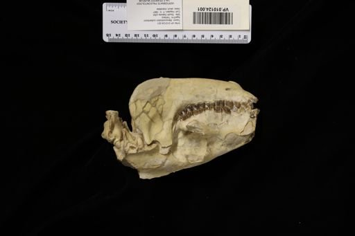Merycoidodon culbertsoni