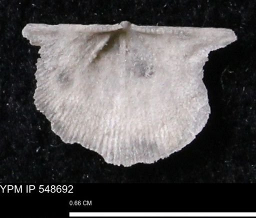 Stropheodonta perplana