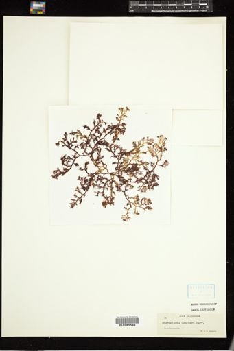Microcladia coulteri