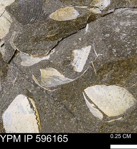 undet. Bivalvia