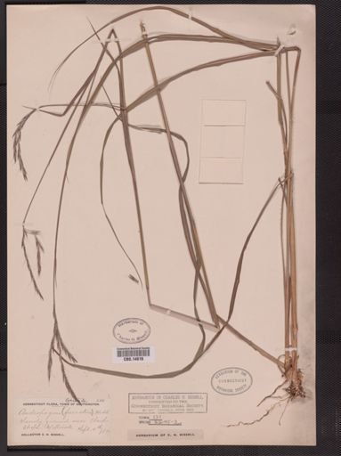 Andropogon gerardii