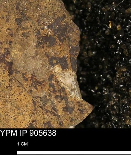 undet. Mollusca