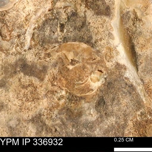Scaphitidae?