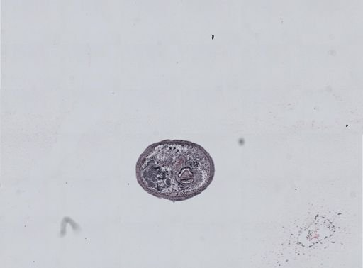 Plagiostomum cinctum