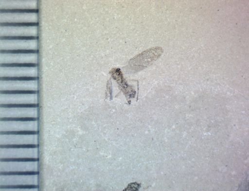 Diptera?