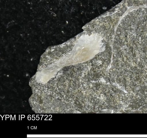 undet. Mollusca