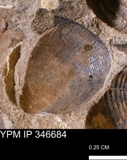 Limopsis striatopunctatus