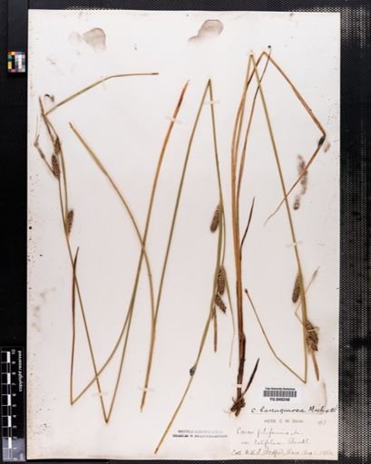 Carex lanuginosa