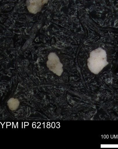 undet. Foraminiferida