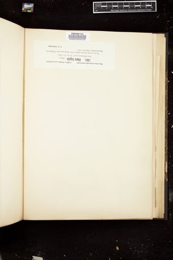 Chara fragilis