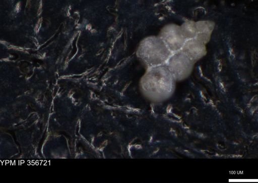 undet. Foraminiferida