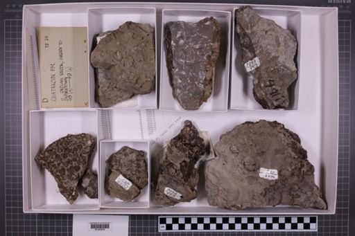 mixed taxa, stratigraphic collection