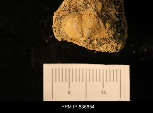 Billingsella coloradoensis